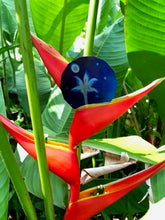 Load image into Gallery viewer, Tesla's Plates Pocket Plate